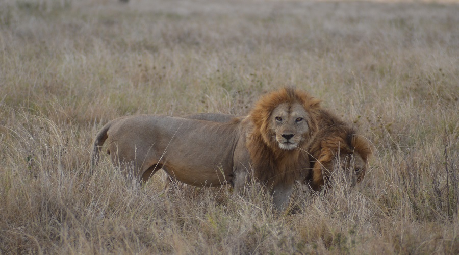 3-Day Mid-Range Safari from Karatu